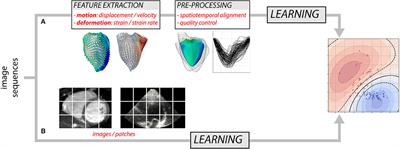 Machine Learning Approaches for Myocardial Motion and Deformation Analysis